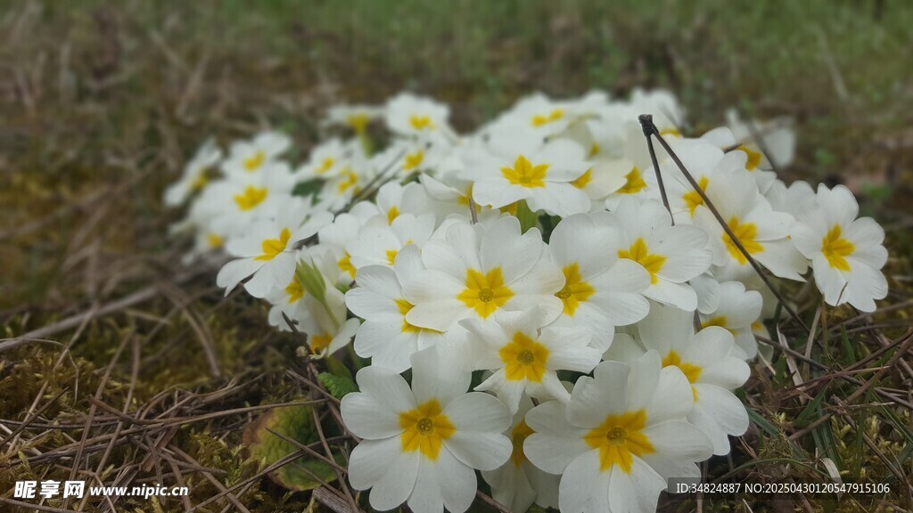 白色报春花绽放于草地