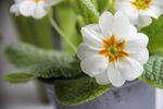 白色报春花绽放于花盆中