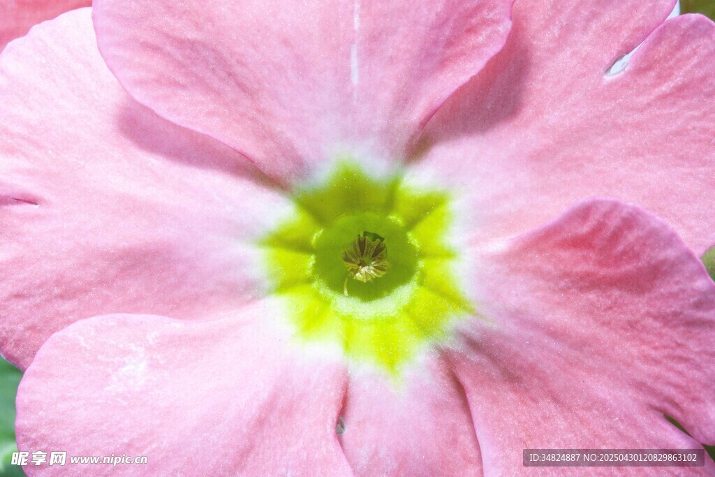 粉色报春花特写