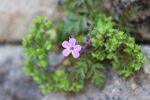 报春花粉色小花