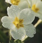 白色报春花特写