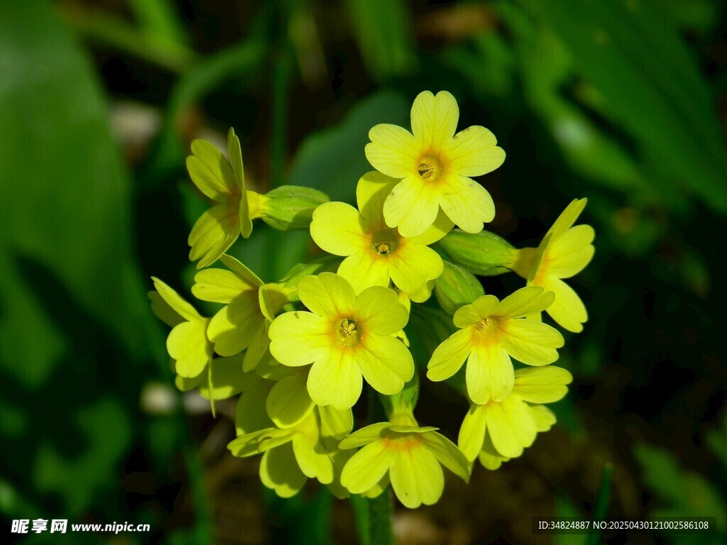 黄色报春花