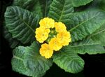 黄色报春花