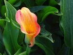 粉色海芋花绽放