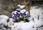 雪覆蓝花显别样景致