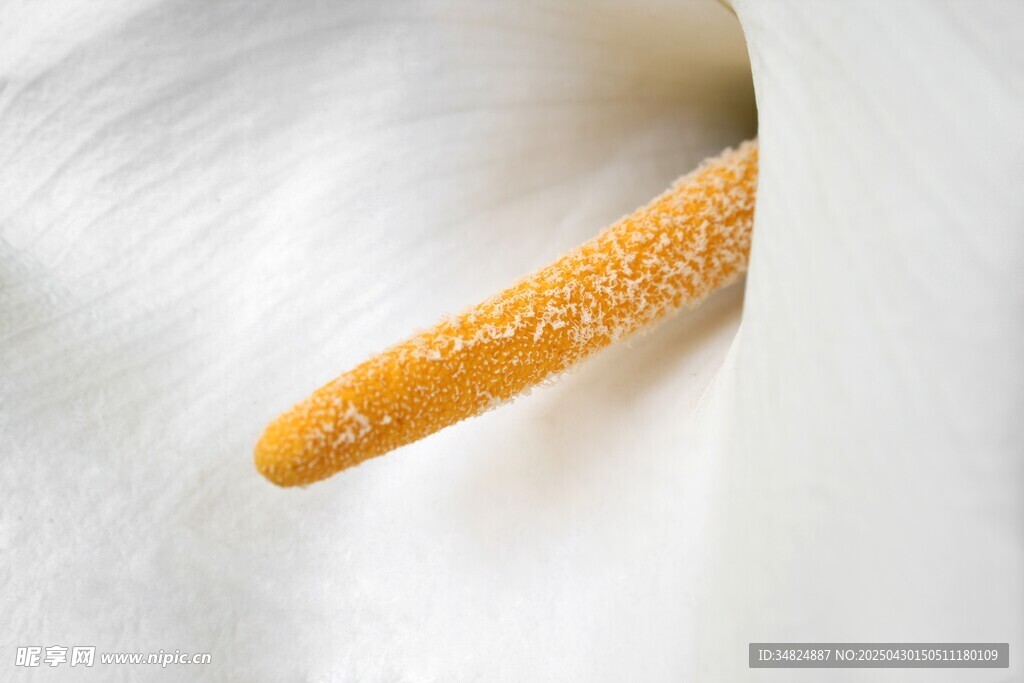 花蕊特写
