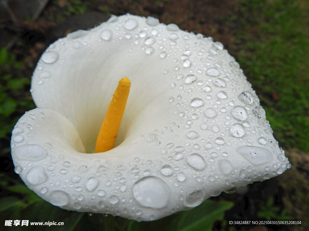 带水珠的白色马蹄莲