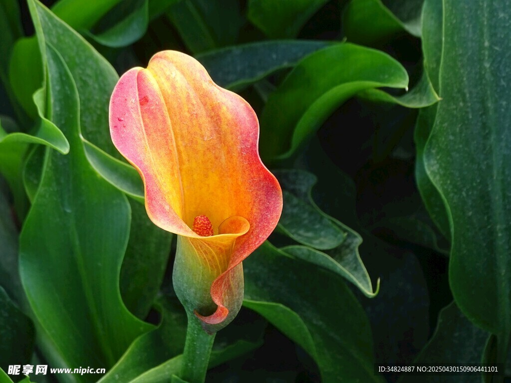 粉色海芋花绽放绿意间