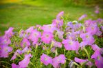 烂漫紫花绽放于绿野间