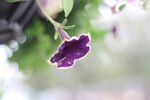 紫色悬垂花朵特写