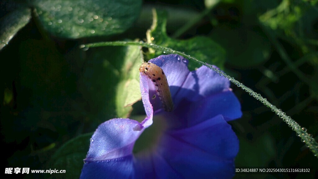 蓝紫色喇叭状美丽花朵
