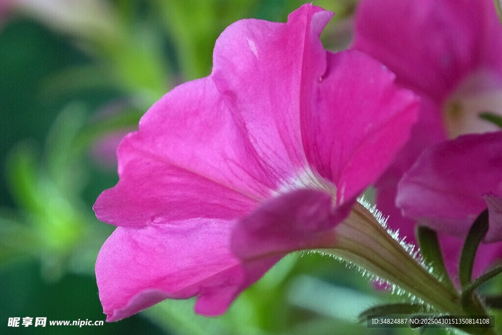 娇艳粉色矮牵牛花特写