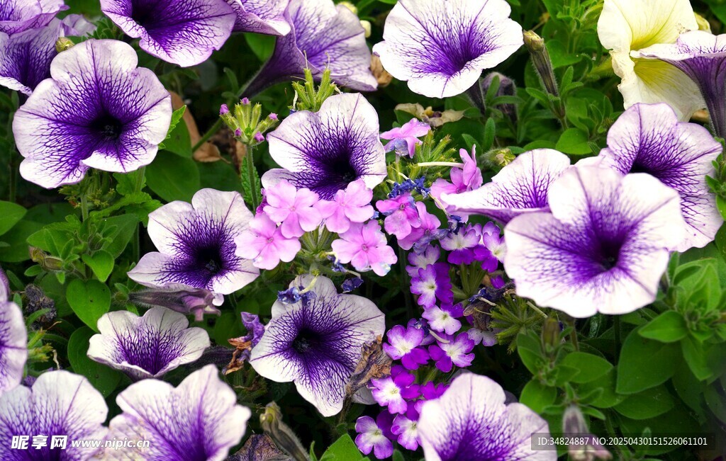 紫色矮牵牛花卉特写