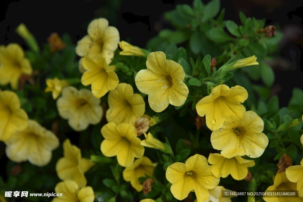 黄色小花绽放生机