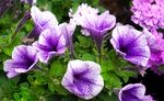 紫色矮牵牛花绽放