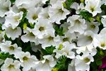 白色矮牵牛花卉特写