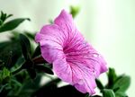 娇艳粉色矮牵牛花特写