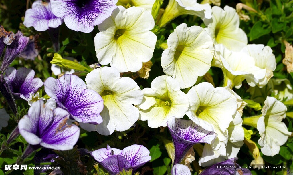 多彩矮牵牛花绽放