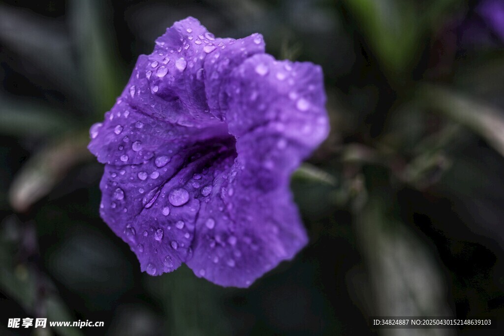 带水珠的紫色美丽花朵
