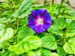 蓝紫色牵牛花绽放绿叶间