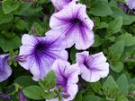 紫色矮牵牛花绽放