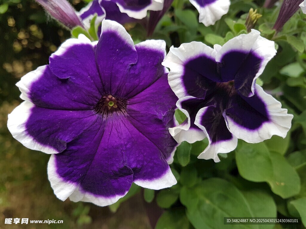 紫白相间矮牵牛花绽放