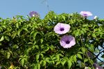 绿叶丛中的紫色牵牛花