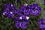 牵牛花