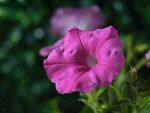 娇艳粉色牵牛花特写
