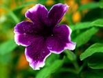牵牛花