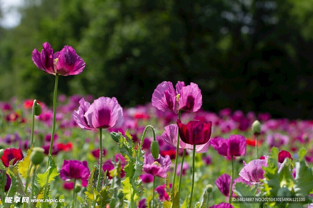 紫色郁金香花海美景