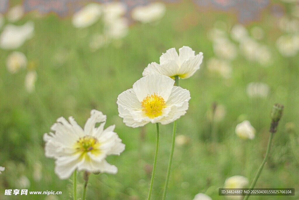 田野中的白色美丽花朵