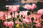 粉色虞美人花海绽放