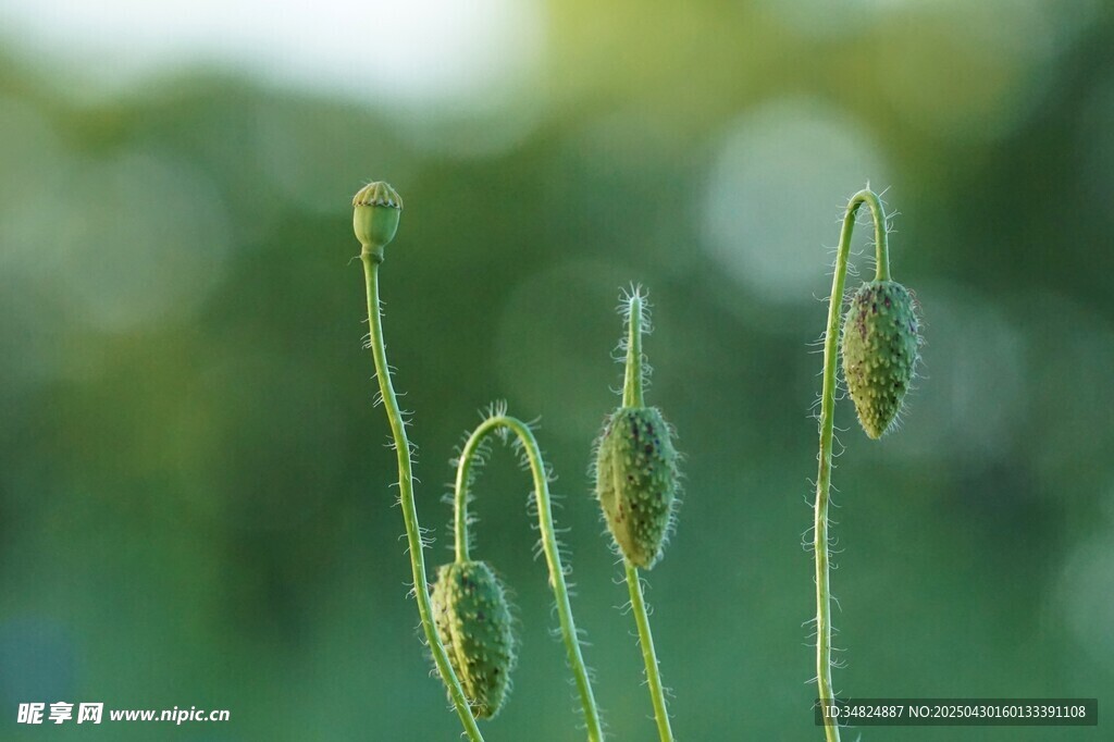嫩绿毛茛花苞清新自然景