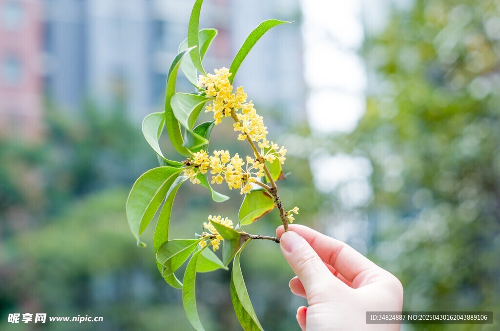 手拈桂花枝赏清新景致