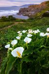 海岸边绽放的白色海芋花