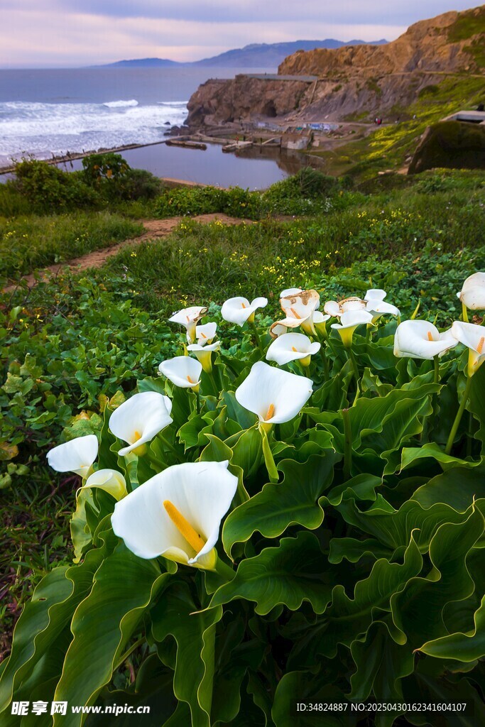 海岸边绽放的白色海芋花