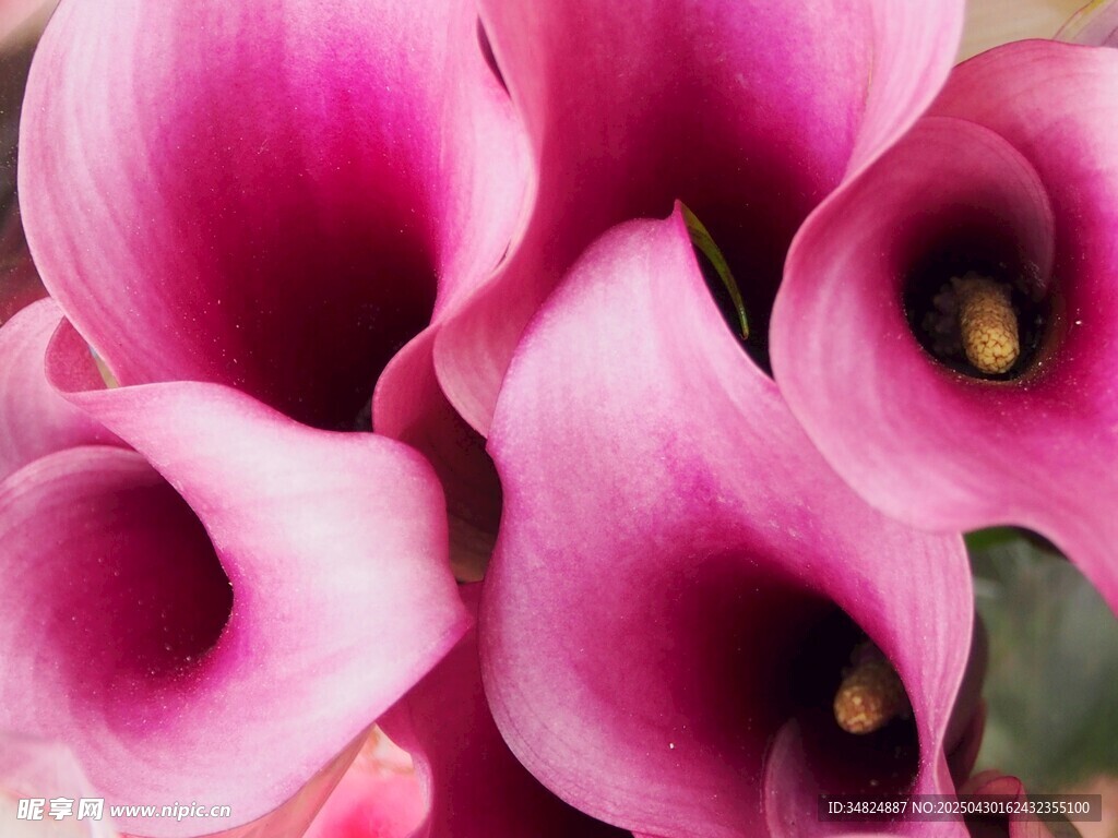 粉色海芋花特写