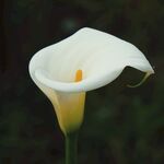 优雅马蹄莲绽放