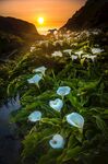 夕阳下马蹄莲花美丽景致