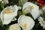 优雅白色马蹄莲花卉组合