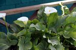 白色马蹄莲绿植特写