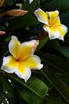 两朵娇艳鸡蛋花绽放