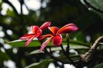 娇艳红鸡蛋花枝头绽放