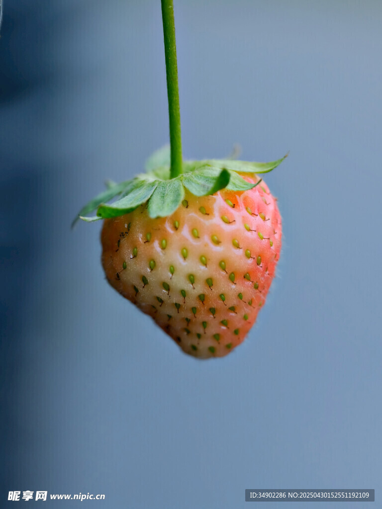 悬挂的新鲜草莓