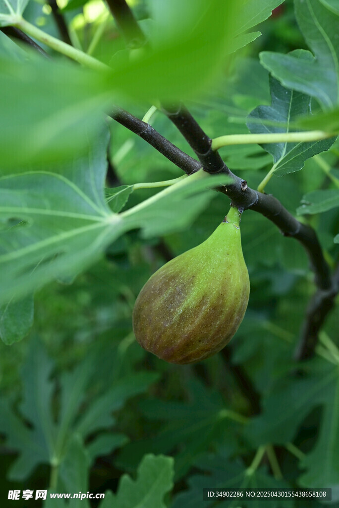 枝头的青涩无花果