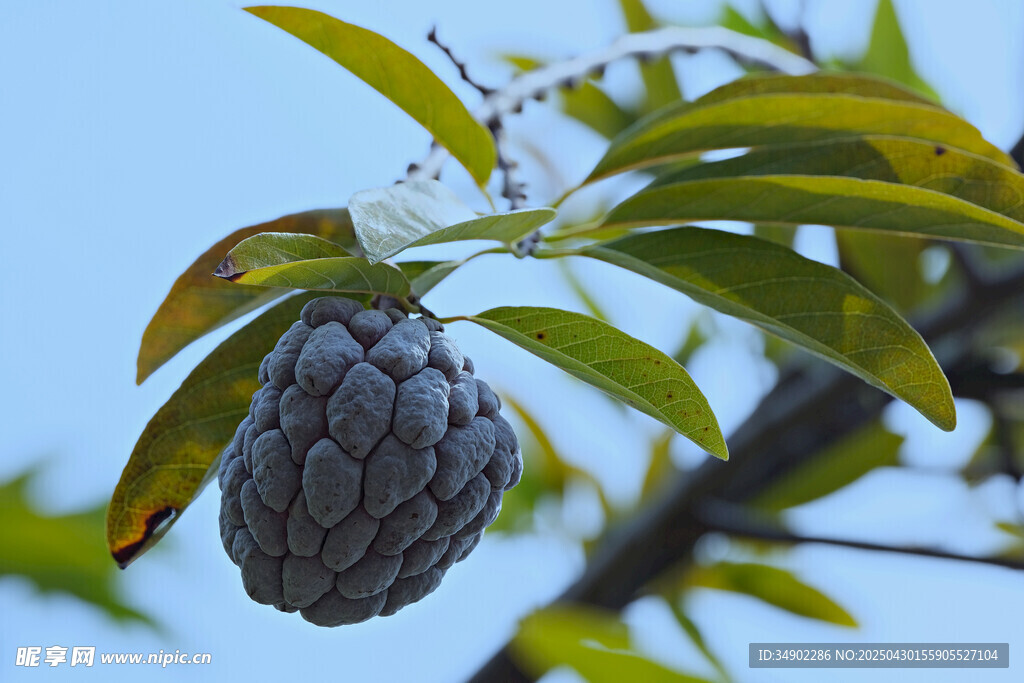 枝头的释迦果