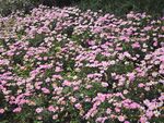 木春菊
