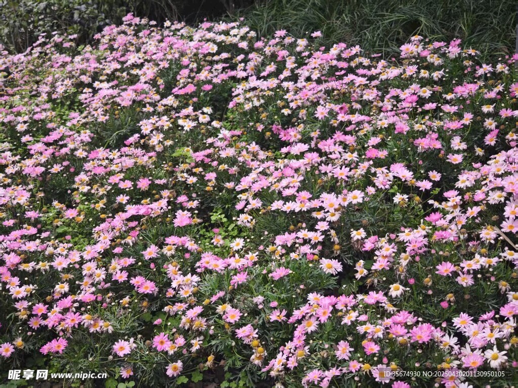 木春菊