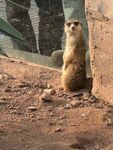 狐獴